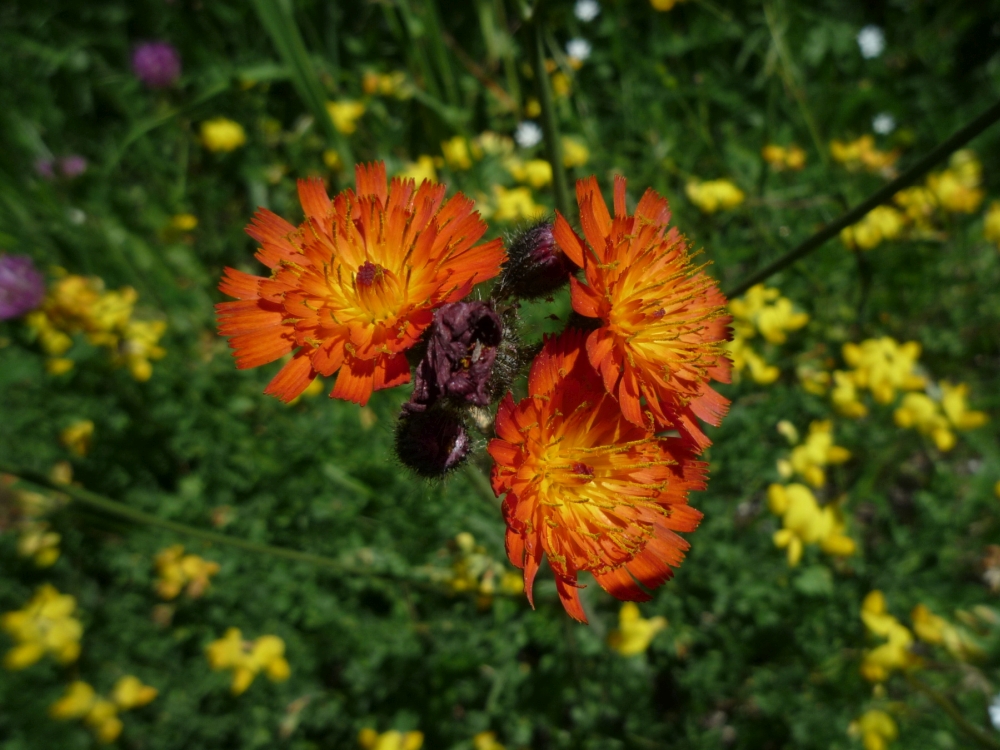 Jestřábník oranžový (Hieracium aurantiacum)