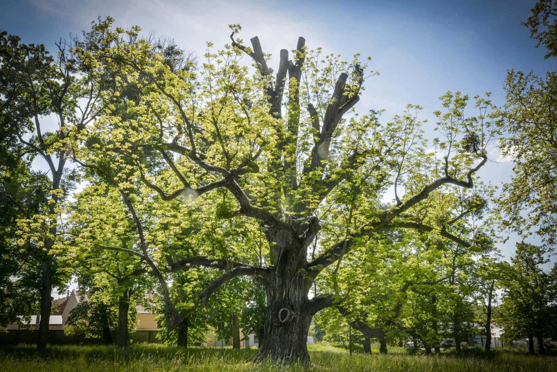 Tree-of-the-Year_Czech republic_ETY2018_credit_Marek Olbrzymek_resize