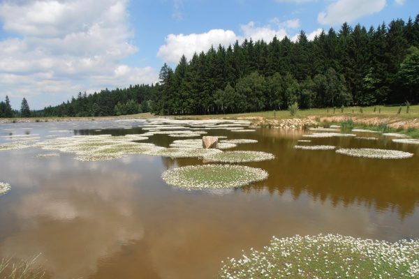 Výstavba malé vodní nádrže u Daňkovic s porostem lakušníku vodního, který se typicky vyskytuje v mělkých, krátkodobě vysychajících vodách.