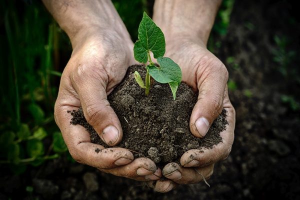 Farmer hands holding young plant with soil