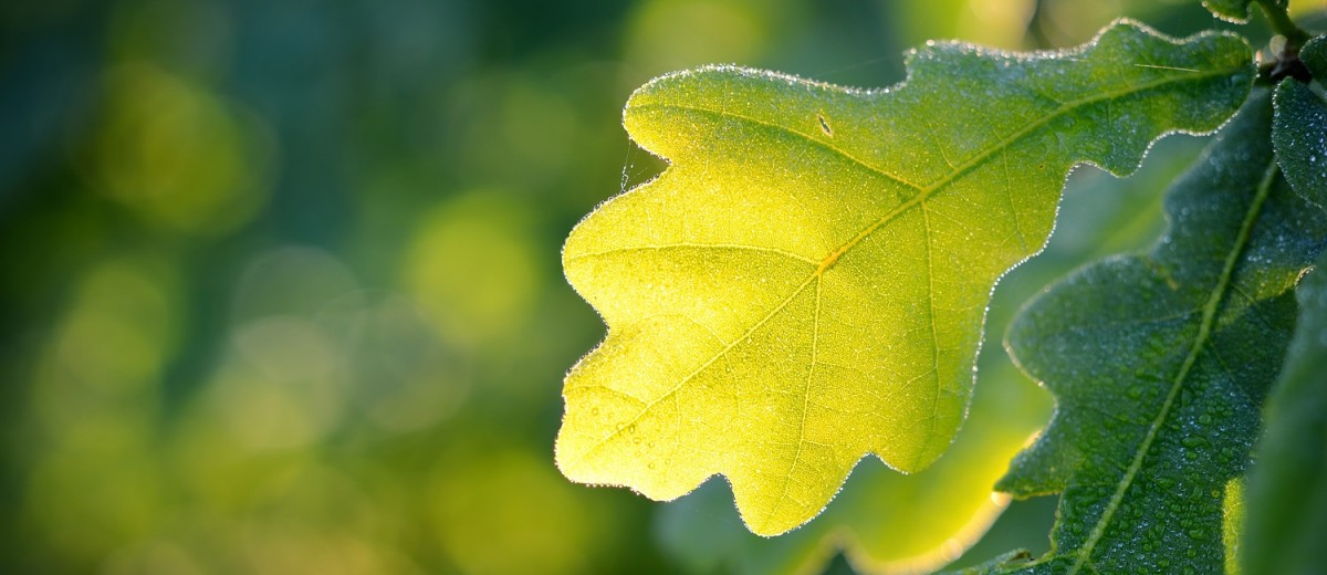 SF P R State Environmental Fund R